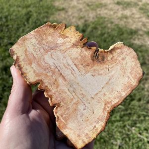 Earth Energy Petrified Wood Charging Plate